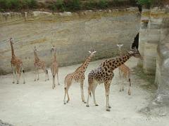 149 BIO PARC DE DOUE LA FONTAINE 1- 2016_000045